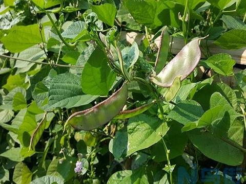 扁豆种植管理技术要点 扁豆养殖方法