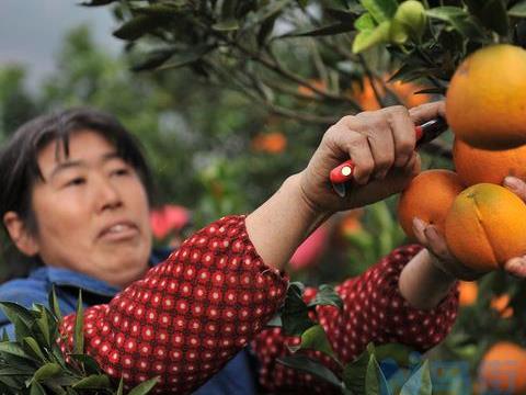 柑橘采收如何保鲜 柑橘的收获技巧