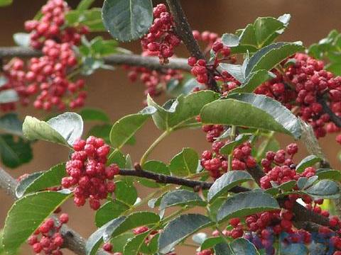 花椒科学培育技巧分析 花椒养殖需要注意哪些问题