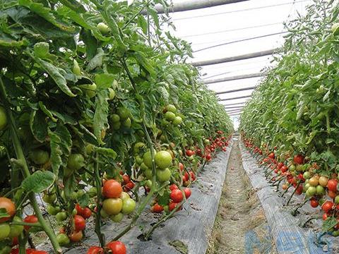 露地夏番茄高产种植技巧 番茄养殖技巧总结