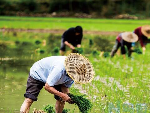 大米高产种植管理技术 大米养殖技巧简介