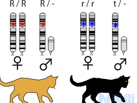科普、喵星人的毛色遗传原理及25条准则图 