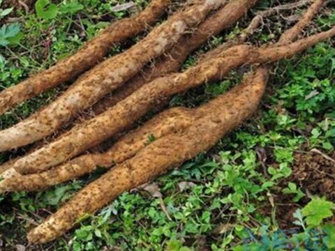 山药什么时候种植 山药田间管理要点