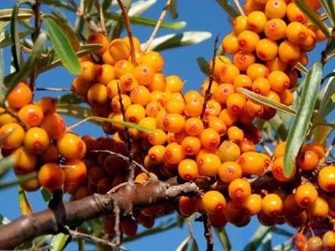 沙棘果要怎么种 沙棘果的盆栽种植方法简介