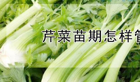 芹菜苗期应该如何管理高产 芹菜应该怎么养殖