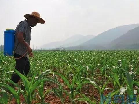 夏玉米田间除草要注意什么 怎么喷洒农药