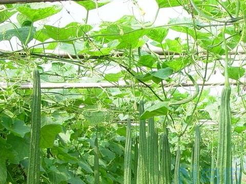 夏季种植丝瓜注意什么 丝瓜养殖方法总结