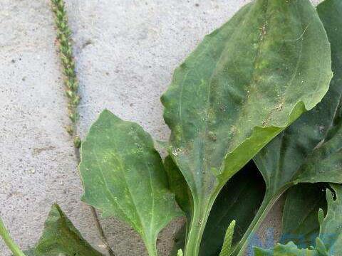 车前草不适宜人群 车前草食用有哪些禁忌