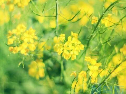 油菜花什么时候种 油菜花种植方法总结