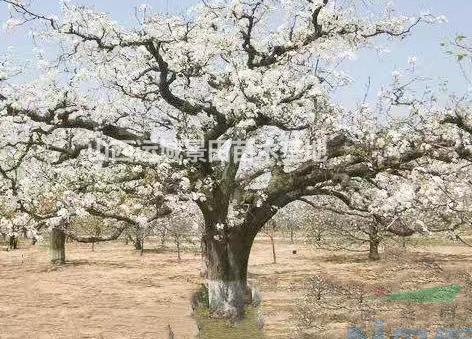 梨树授粉方式介绍 梨树应该怎么繁殖