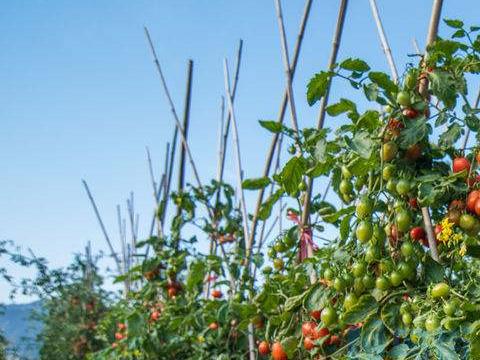 西红柿越夏栽培技术 西红柿怎么高产养殖