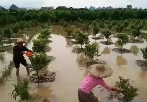 花生涝害后的补救措施 花生被水淹后怎么办