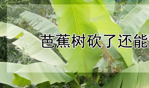 芭蕉树砍了还能长吗 芭蕉树养殖方法