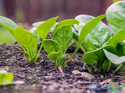 家庭种植菠菜高产优质管理技巧 菠菜怎么养殖