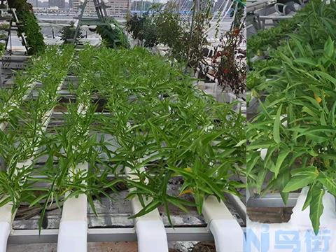 空心菜的阳台种植技巧 空心菜应该怎么养