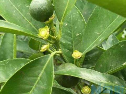 蔬菜种植疏花疏果怎么办 如何保花保果