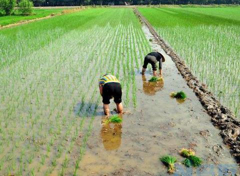 湖北省当前早稻生产技术指导意见 水稻种植法