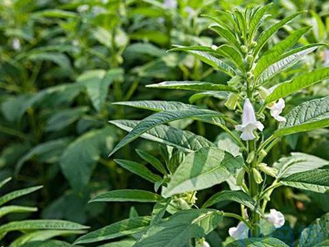 芝麻种植高产管理技巧 芝麻养护注意事项