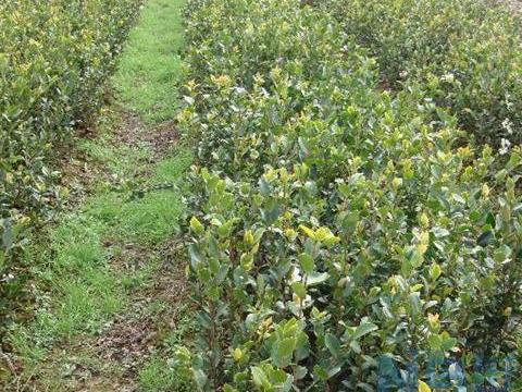 油茶苗怎样栽培 油茶苗种植条件简介