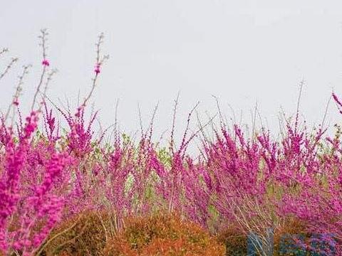 紫荆花一年开几次 生长习性介绍