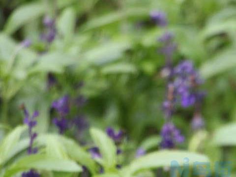 鼠尾草花语 鼠尾草代表了什么