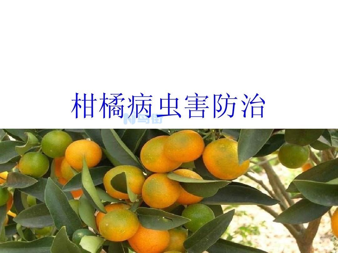 柑橘黄龙病阻截防控方案 柑橘病虫害防治