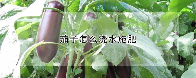 露地茄子夏季怎么灌溉 茄子浇水施肥技巧总结