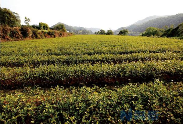 油茶种植施肥抗旱方法 怎么整形修剪