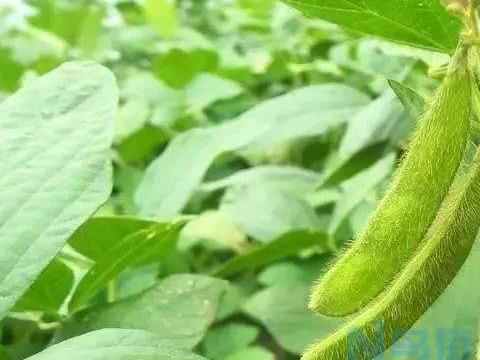 种植大豆只开花不结荚的原因是什么 大豆应该怎么养殖