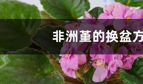 非洲堇怎么换盆 适合什么样的土壤