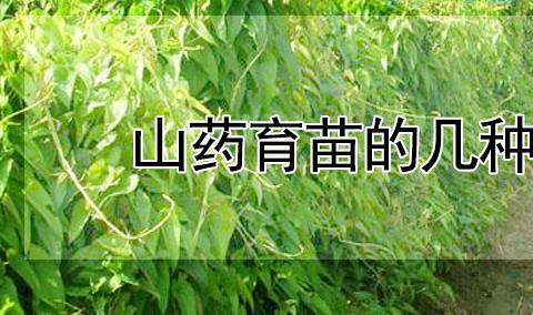 山药育苗有几种方法 育苗具体方法及后期养护