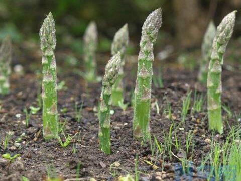 盆栽芦笋一盆几株比较好 芦笋的盆栽养护方法