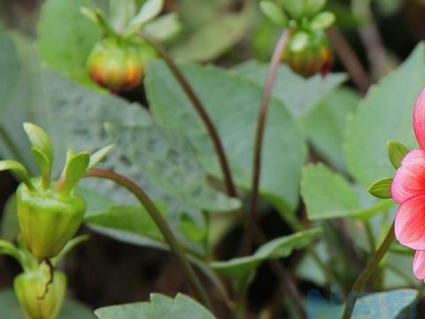 小丽花什么时候开花 小丽花的花期养护方法