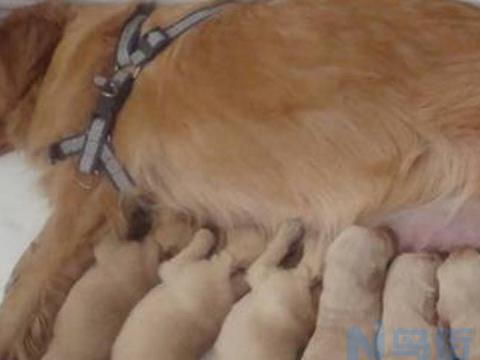 哺乳期母犬的护理方法