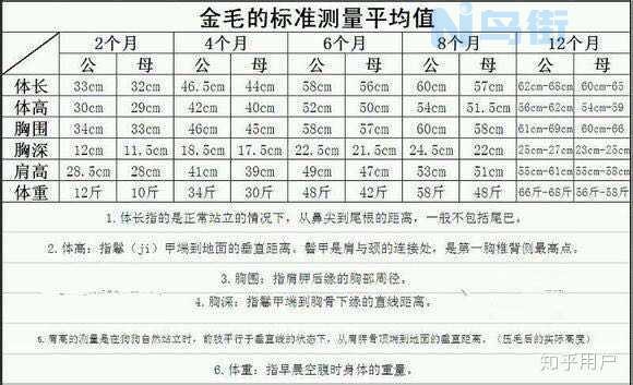 两个半月金毛标准体重