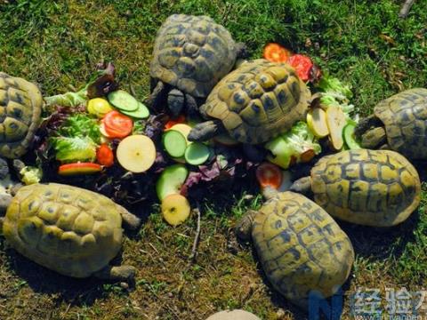 适宜乌龟的一些植物性饲料