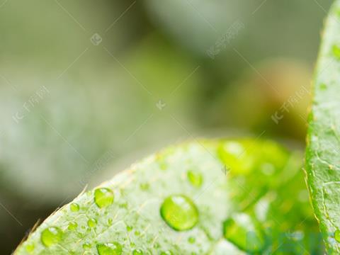 雨季为植物用药有讲究