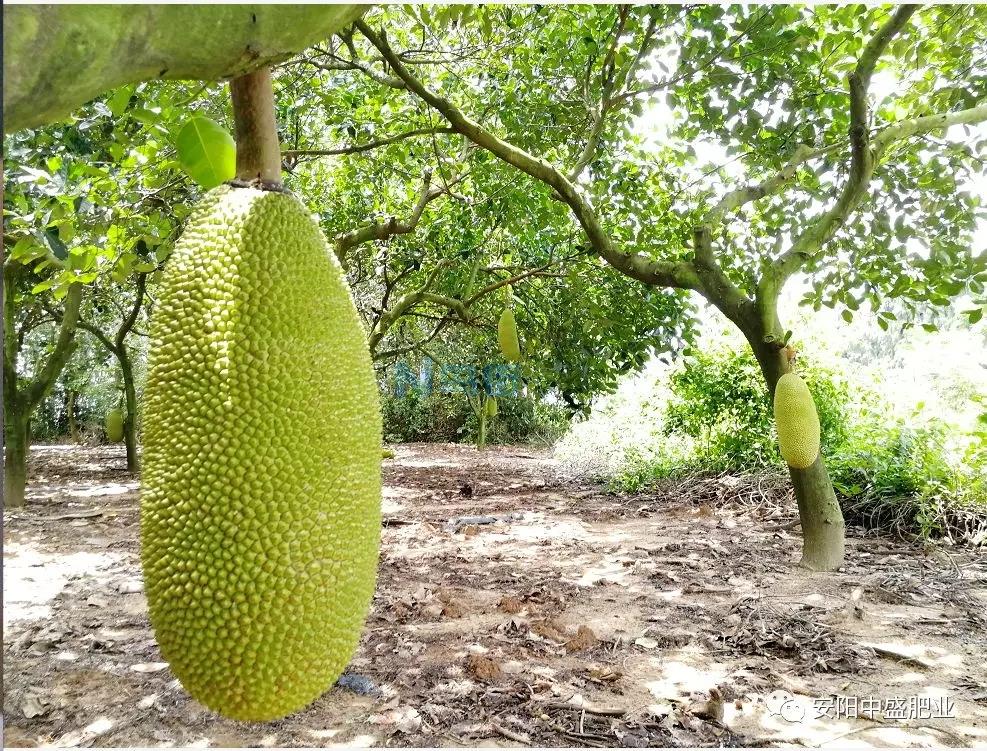 盆栽菠萝蜜能结果吗 菠萝蜜的盆栽养护方法