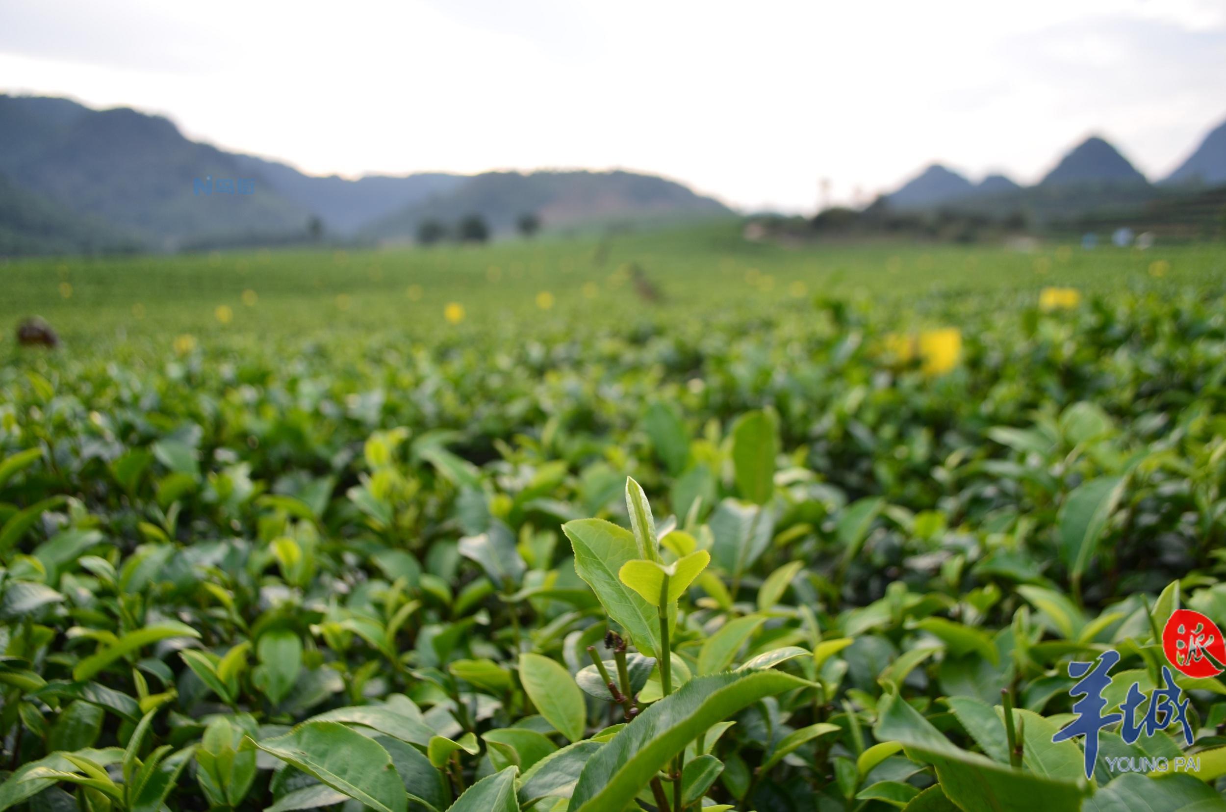 茶园春季生产技术指导意见 春茶怎么养殖