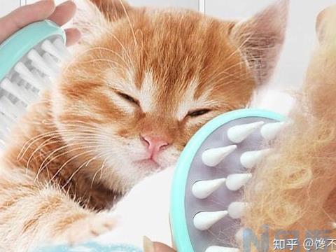 春季猫咪掉毛怎么办？