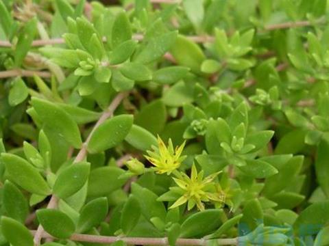 费菜的外形特点及品种简介