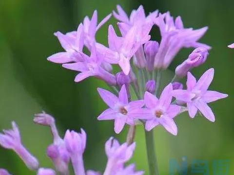 紫娇花常用的繁殖方法介绍