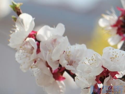 桃花和梨花的区别是什么 如何分辨桃花和梨花