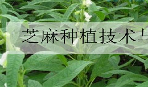 芝麻苗后专用除草剂 芝麻怎么除草