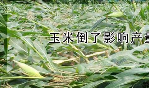 糯玉米种植技术技巧 玉米生长需要注意什么