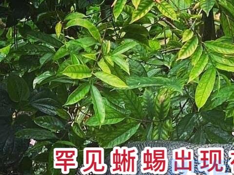 蜥蜴光照要注意哪些问题