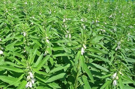 芝麻种植技术有哪些 芝麻应该怎么养殖