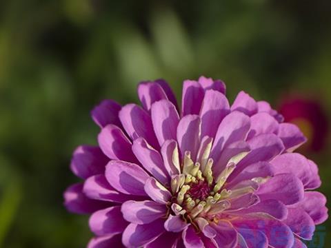 如何改善百日草叶黄花小的情况