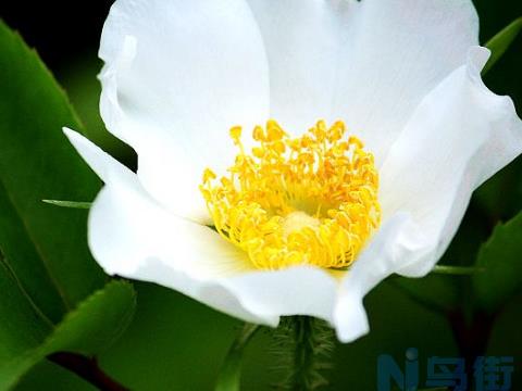 金樱子什么时候开花 花期是几月份