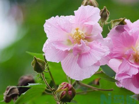 芙蓉的养殖方法和注意事项